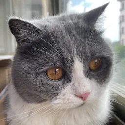 NoNo，Yuzhe的英国短毛猫